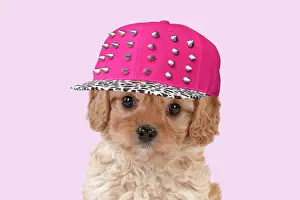Cavapoo: Dog - Cavapoo puppy 7 wks old with Christmas hat