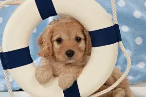 Cute Puppies By John Daniels: Dog Cavapoo puppy ( 7 wks old ) in lifebelt