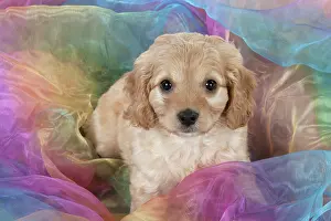 Fabric: Dog Cavapoo puppy ( 7 wks old ) on rainbow coloured fabric