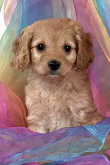 Fabric: Dog Cavapoo puppy ( 7 wks old ) on rainbow coloured fabric