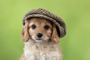 Flat: Dog Cavapoo puppy ( 7 wks old ) wearing a flat cap