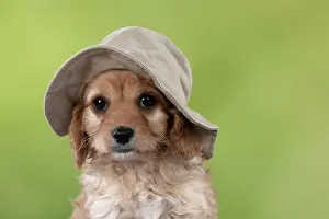 Floppy: Dog Cavapoo puppy ( 7 wks old ) wearing a floppy hat