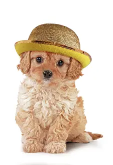 220719: Dog - Cavapoo puppy 7 wks old wearing gloden bowler hat
