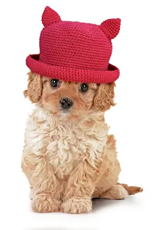 220719: Dog - Cavapoo puppy 7 wks old wearing hat
