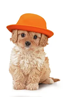 220719: Dog - Cavapoo puppy 7 wks old wearing orange hat