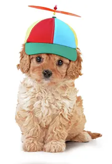 Propeller: Dog - Cavapoo puppy 7 wks old wearing propeller baseball cap