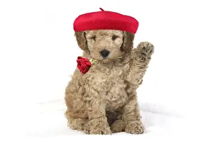 Waving: DOG. Cavapoo puppy studio with paw up holding red