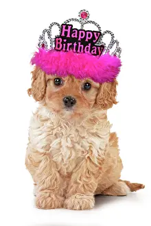 Tiara: Dog - Cavapoo puppy wearing pink Happy Birthday tiara