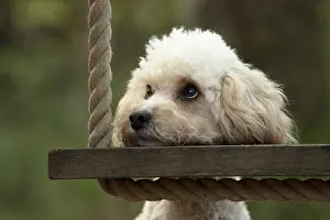Swing: DOG, Cavapoo resting its head on a garden swing seat