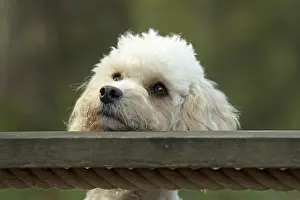 100119: DOG, Cavapoo resting its head on a garden swing seat