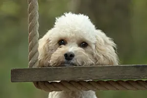 Cavapoo: DOG, Cavapoo resting its head on a garden swing seat