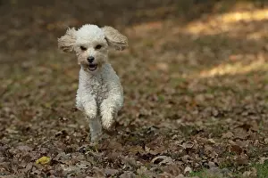 100119: DOG, Cavapoo running in autumn leaves