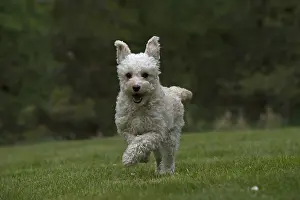 280618: DOG. Cavapoo running in a garden