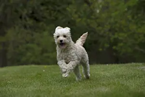 280618: DOG. Cavapoo running in a garden