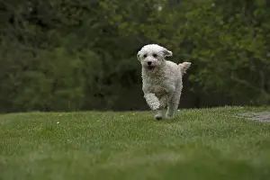 280618: DOG. Cavapoo running in a garden