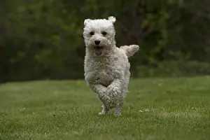 Cavapoos: DOG. Cavapoo running in a garden