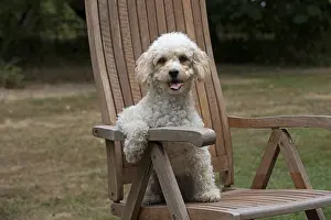 Chairs: DOG. Cavapoo sitting in a garden chair