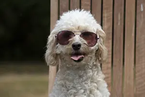 310818: DOG. Cavapoo sitting in a garden chair wearing sun glasses