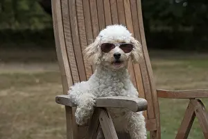 Deckchair: DOG. Cavapoo sitting in a garden chair wearing sun glasses