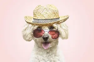 140319: DOG. Cavapoo sitting in a garden chair wearing sun glasses