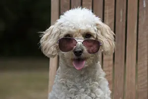 310818: DOG. Cavapoo sitting in a garden chair wearing sun glasses