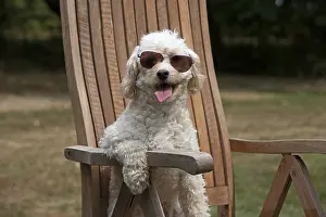 Chairs: DOG. Cavapoo sitting in a garden chair wearing sun glasses