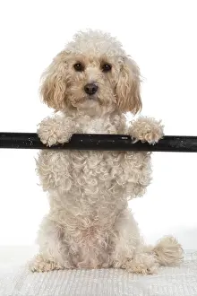Cavapoo: DOG. Cavapoo sitting with paws up