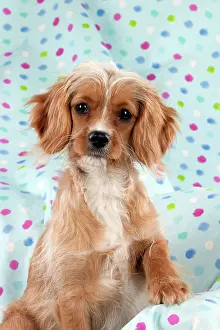Designer: DOG - Cavapoo sitting on spotty blanket