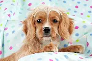 Designer: DOG - Cavapoo sitting on spotty blanket