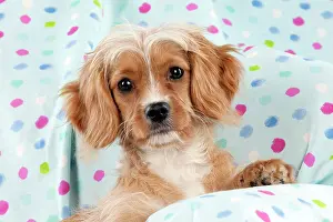 Designer: DOG - Cavapoo sitting on spotty blanket