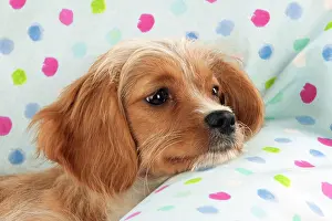 Designer: DOG - Cavapoo sitting on spotty blanket