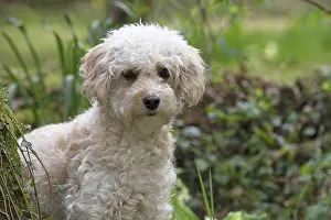 280618: DOG. Cavapoo in a spring garden