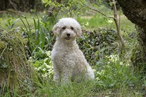 280618: DOG. Cavapoo in a spring garden