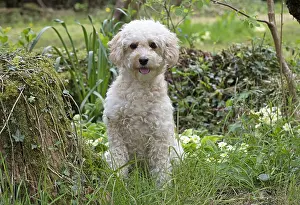 Cavapoo: DOG. Cavapoo in a spring garden
