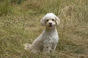 310818: DOG. Cavapoo in a sunning meadow
