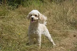 310818: DOG. Cavapoo in a sunning meadow