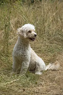 Sunning: DOG. Cavapoo in a sunning meadow