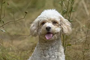 Cavapoos: DOG. Cavapoo in a sunning meadow