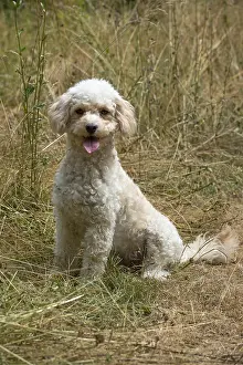 Cavapoos: DOG. Cavapoo in a sunning meadow