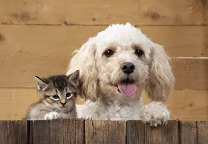 080119: DOG. Cavapoo with tabby kitten