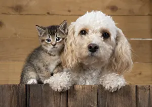 Cavapoo: DOG. Cavapoo with tabby kitten