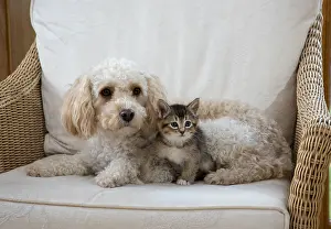 Cavapoo: DOG. Cavapoo with a tabby kitten in a chair