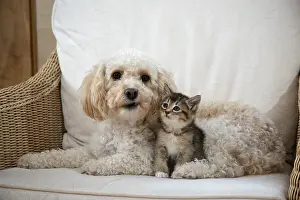 Cavapoo: DOG. Cavapoo with a tabby kitten in a chair
