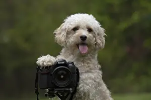 Photographers: DOG. Cavapoo taking a photo