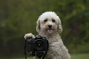 Cavapoo: DOG. Cavapoo taking a photo