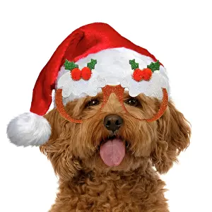 Cavapoo: DOG. Cavapoo, with tongue out wearing a red Christmas