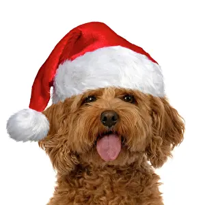 Cavapoo: DOG. Cavapoo, with tongue out wearing a red Christmas
