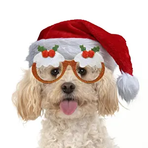 Pudding: DOG. Cavapoo wearing Christmas hat and Christmas