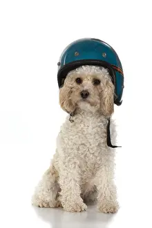 Crash: DOG. Cavapoo wearing a crash helmet