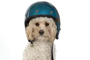 Crash: DOG. Cavapoo wearing a crash helmet